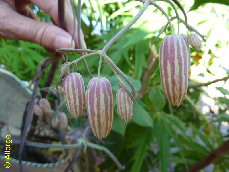 Crassulaceae, Kalanchoe maromokotrensis